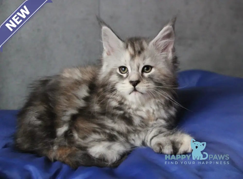 Ponochka Maine Coon Polydactyl Female Black Tortie Silver Tabby Live Animals