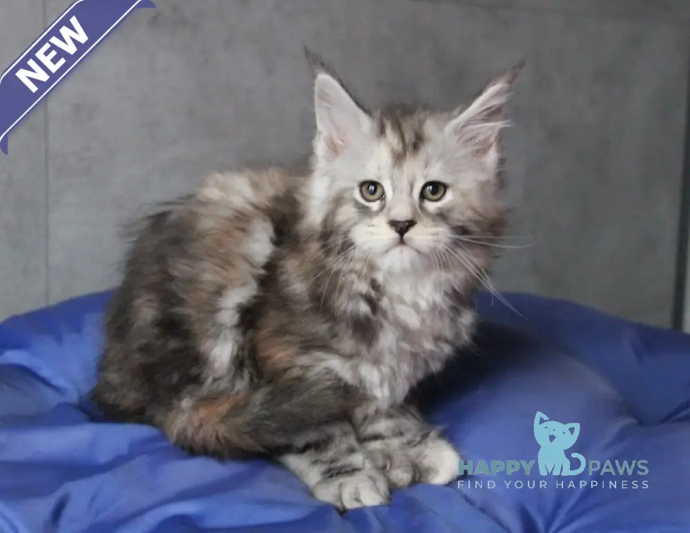 Ponochka Maine Coon Polydactyl Female Black Tortie Silver Tabby Live Animals