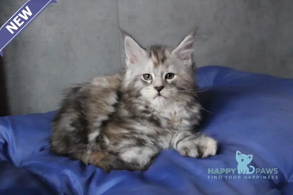 Ponochka Maine Coon Polydactyl Female Black Tortie Silver Tabby Live Animals