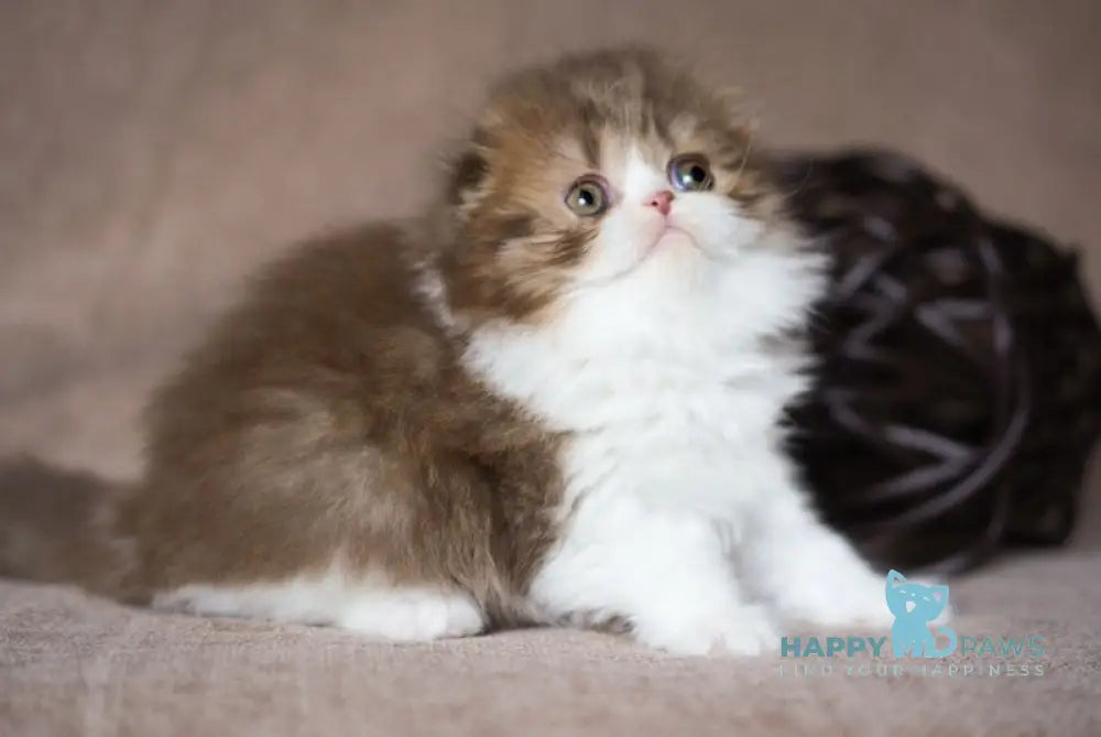 Ponochka Scottish Fold Female Chocolate Tortie Spotted Tabby Bicolour Live Animals