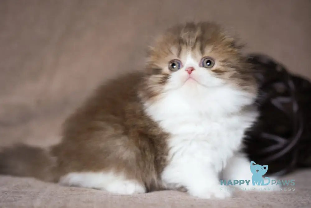 Ponochka Scottish Fold Female Chocolate Tortie Spotted Tabby Bicolour Live Animals