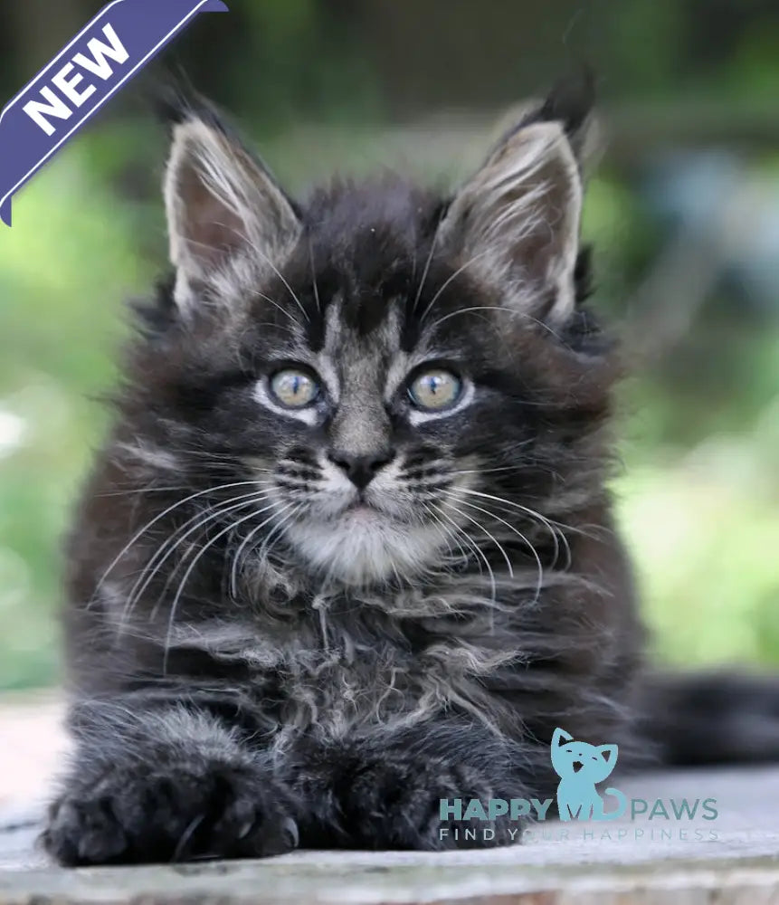 Porche Maine Coon Polydactyl Male Black Tabby Live Animals