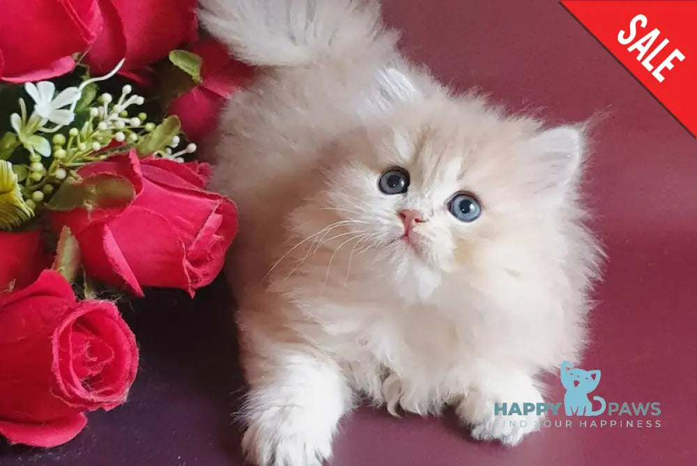 Potap British Longhair Male Blue Golden Chinchilla Live Animals