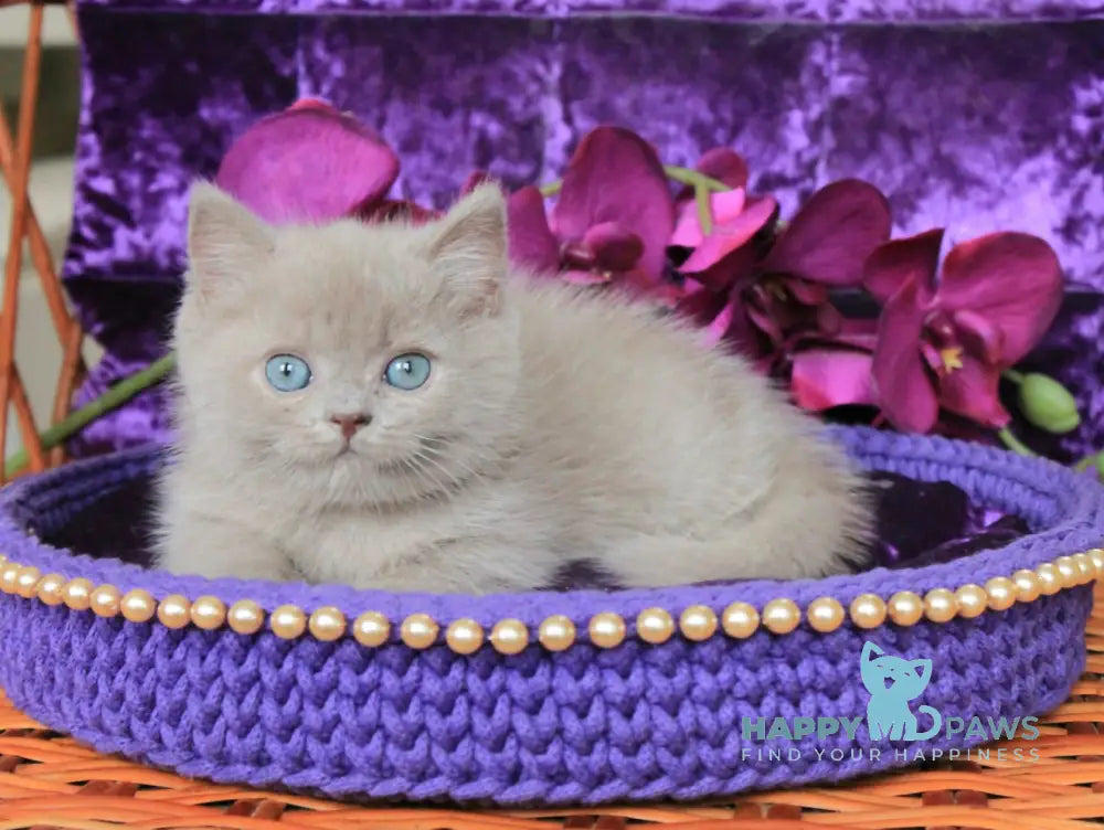 Potap British Shorthair Male Lilac Live Animals