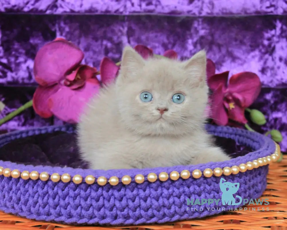 Potap British Shorthair Male Lilac Live Animals