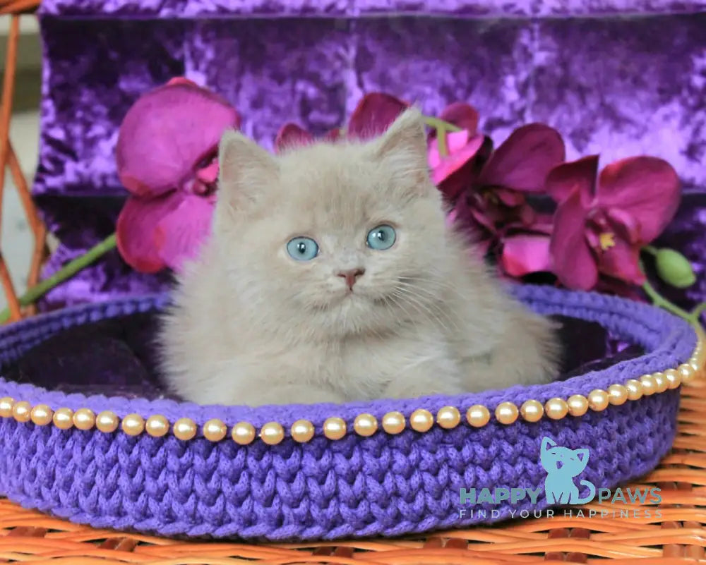 Potap British Shorthair Male Lilac Live Animals