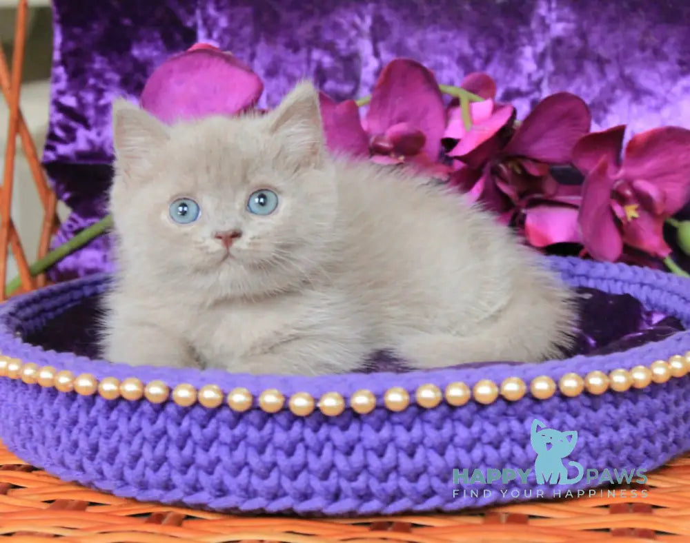 Potap British Shorthair Male Lilac Live Animals