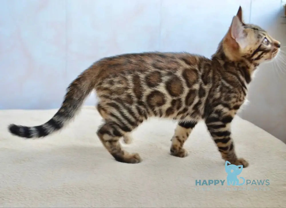 Pride Bengal Male Black Spotted Tabby Live Animals