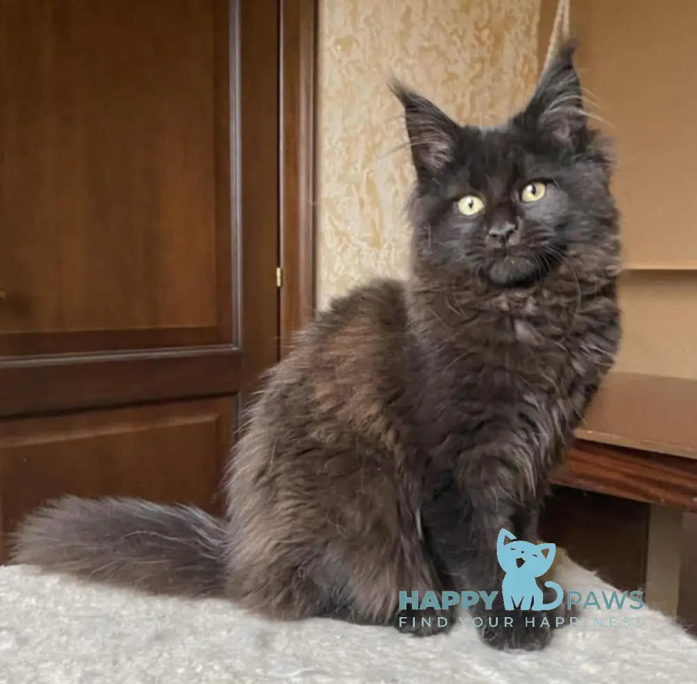 Princess Maine Coon Female Black Live Animals