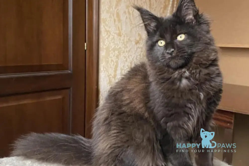 Princess Maine Coon Female Black Live Animals