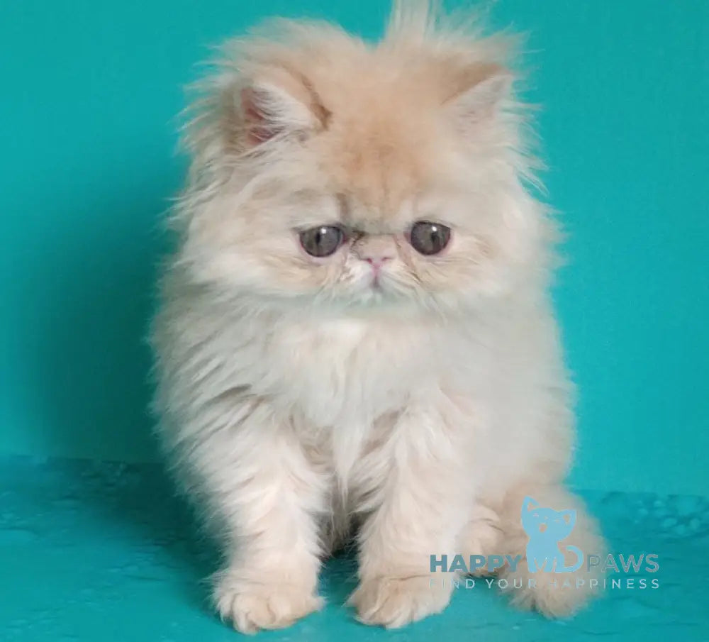 Puff Persian Male Cream Live Animals