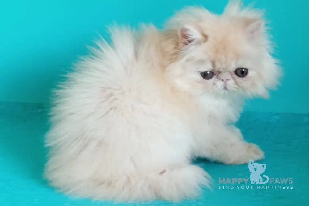 Puff Persian Male Cream Live Animals