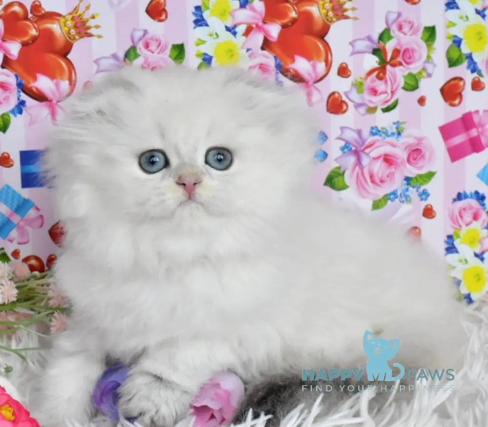 Pushok Scottish Fold Female Black Golden Shaded Pointed Live Animals