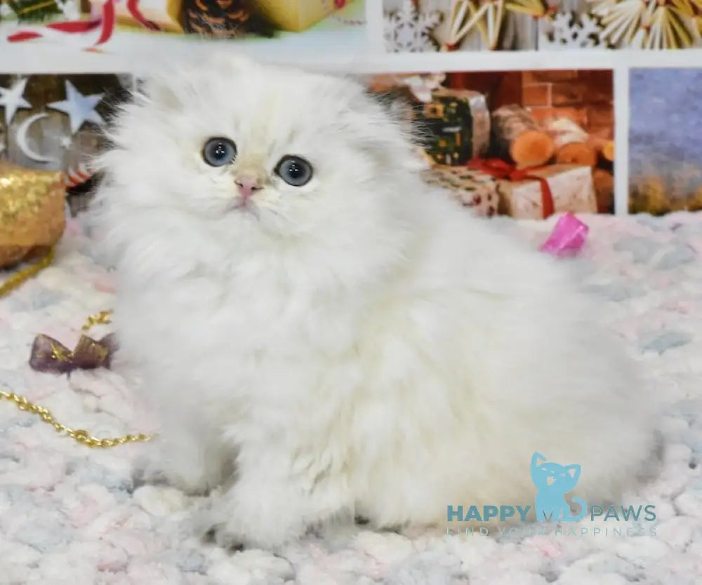 Pushok Scottish Fold Female Black Golden Shaded Pointed Live Animals