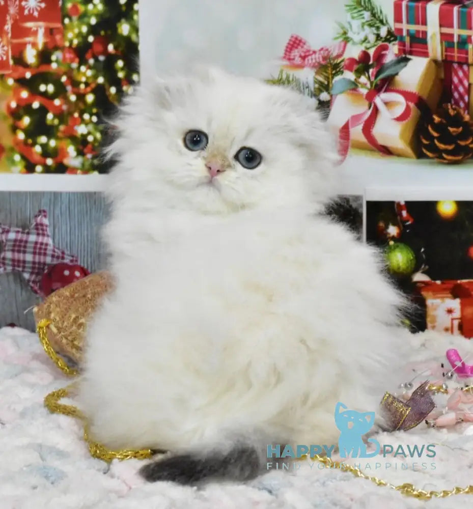 Pushok Scottish Fold Female Black Golden Shaded Pointed Live Animals