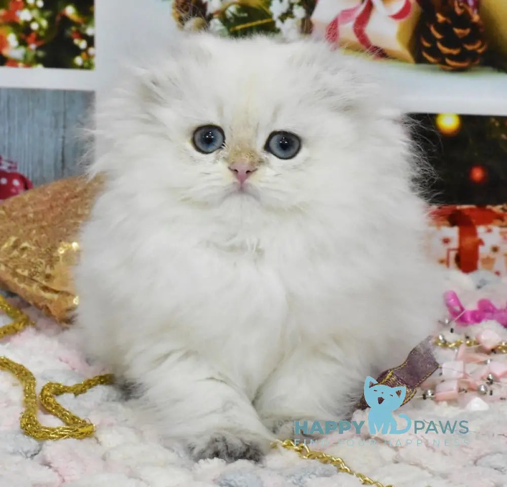 Pushok Scottish Fold Female Black Golden Shaded Pointed Live Animals