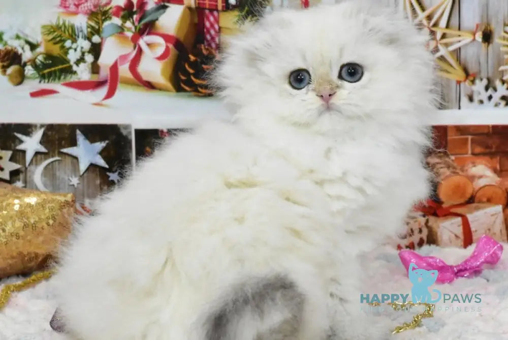 Pushok Scottish Fold Female Black Golden Shaded Pointed Live Animals