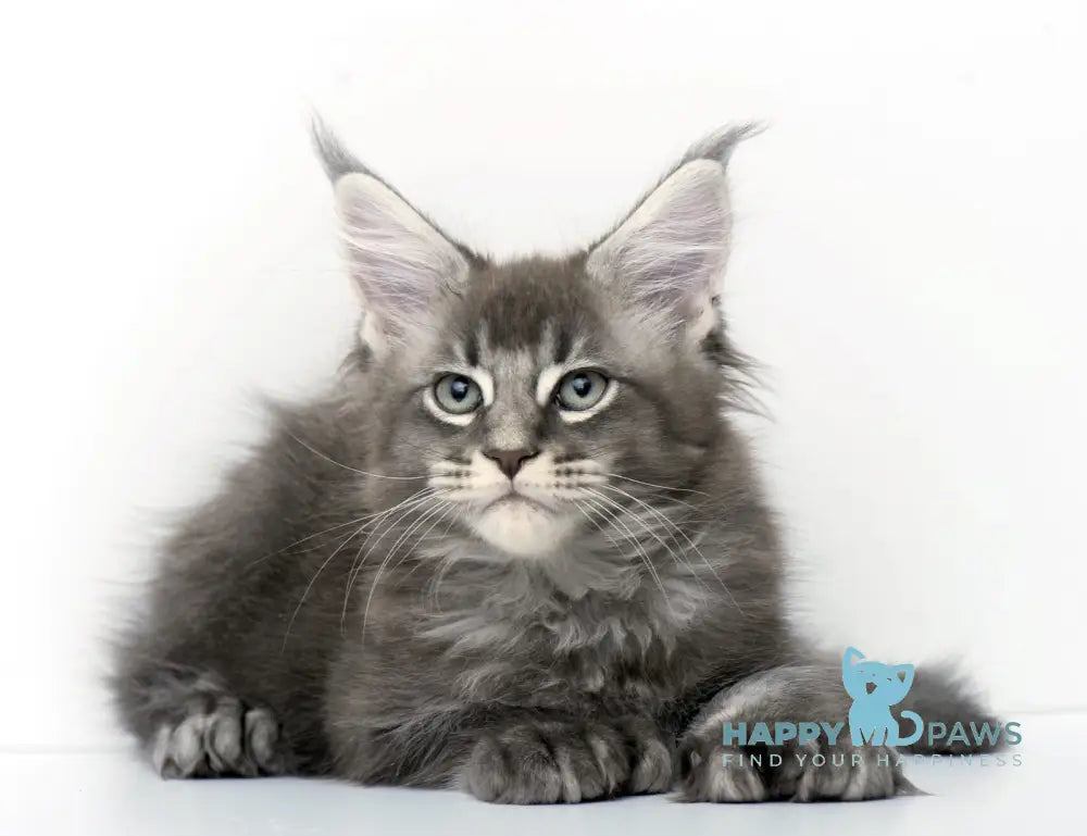 Qaisar Maine Coon Polydactyl Male Blue Ticked Tabby Live Animals