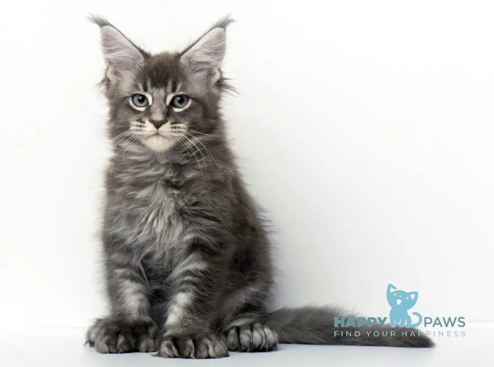 Qaisar Maine Coon Polydactyl Male Blue Ticked Tabby Live Animals