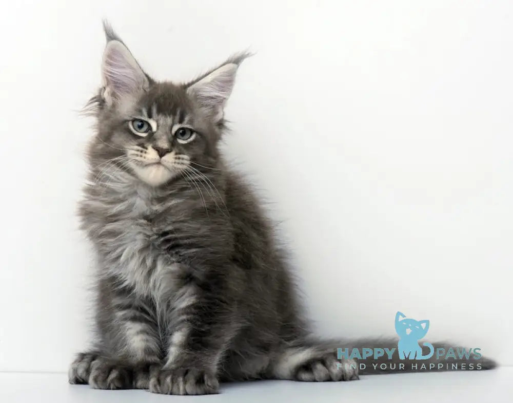 Qaisar Maine Coon Polydactyl Male Blue Ticked Tabby Live Animals