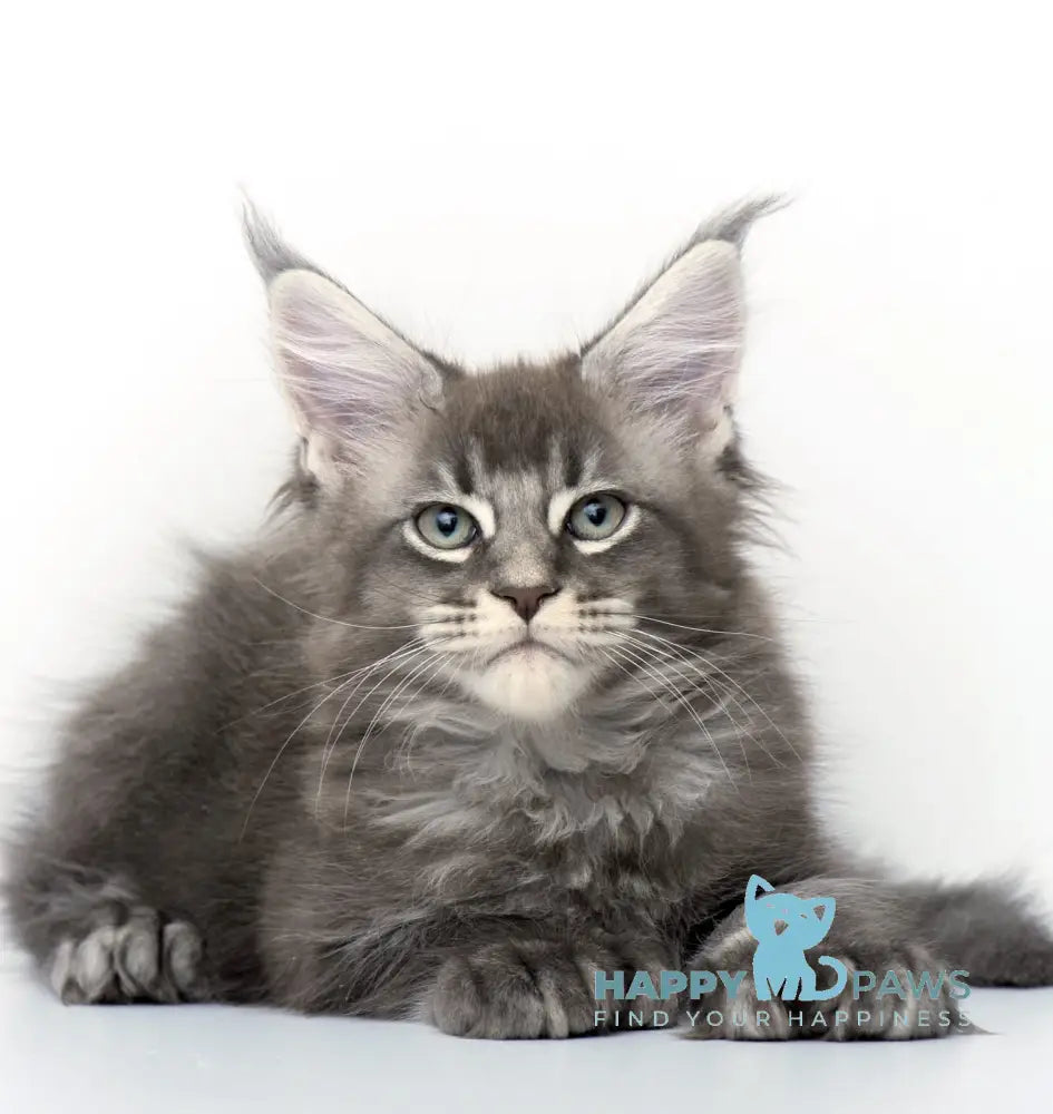 Qaisar Maine Coon Polydactyl Male Blue Ticked Tabby Live Animals