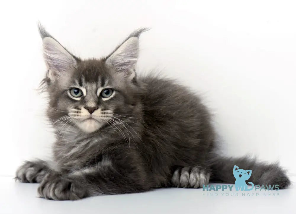 Qaisar Maine Coon Polydactyl Male Blue Ticked Tabby Live Animals