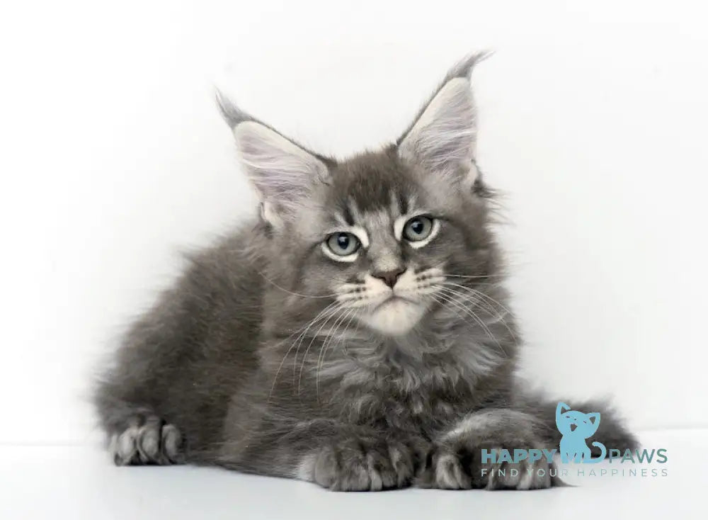 Qaisar Maine Coon Polydactyl Male Blue Ticked Tabby Live Animals