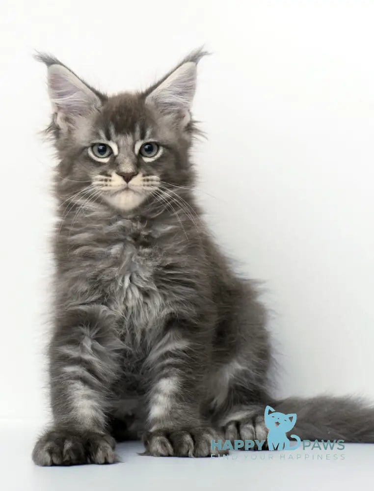 Qaisar Maine Coon Polydactyl Male Blue Ticked Tabby Live Animals