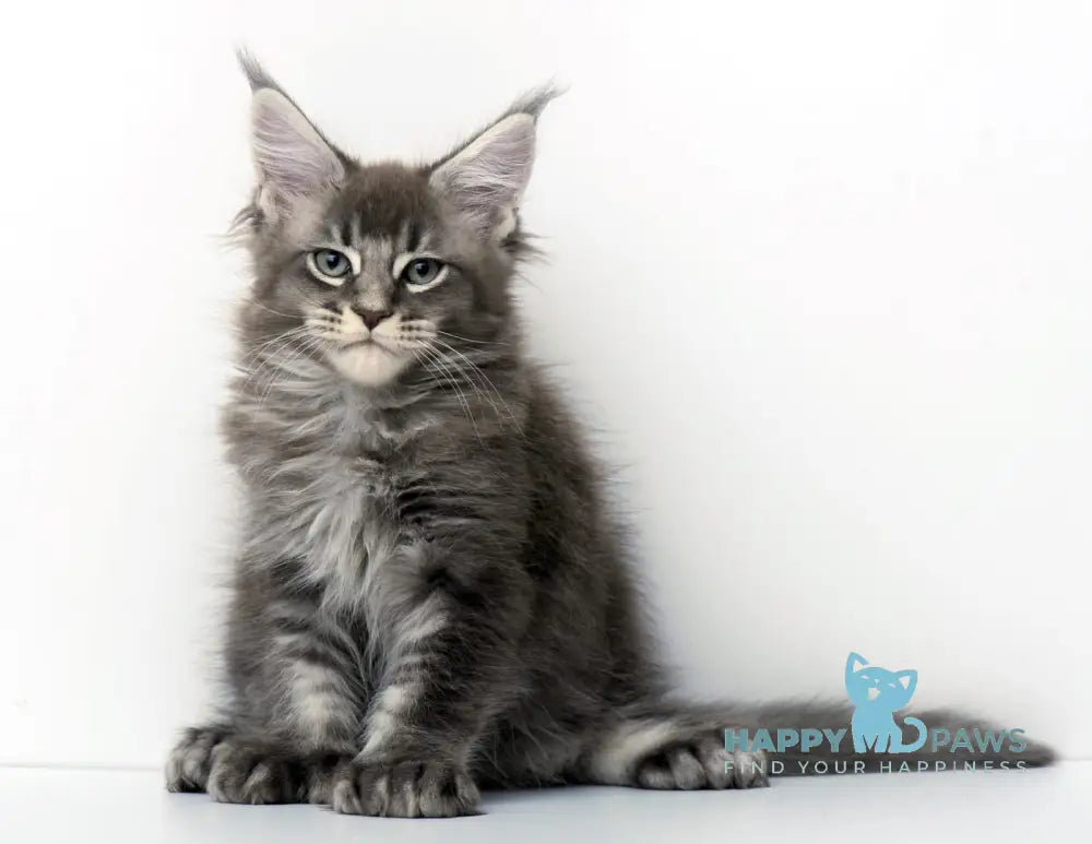 Qaisar Maine Coon Polydactyl Male Blue Ticked Tabby Live Animals