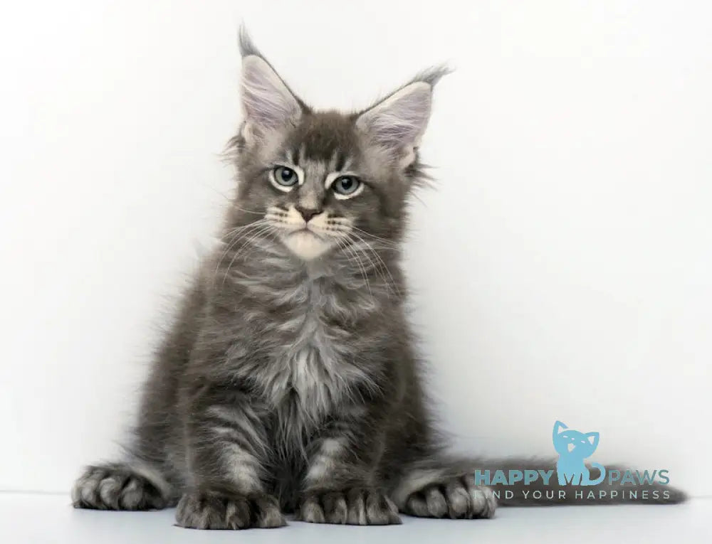 Qaisar Maine Coon Polydactyl Male Blue Ticked Tabby Live Animals