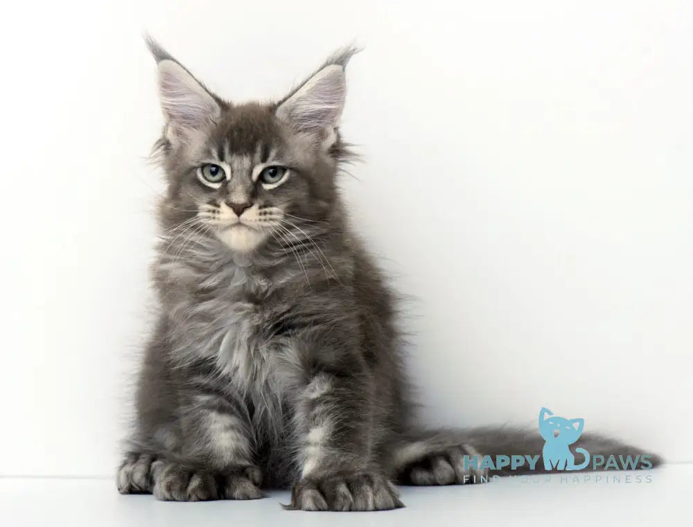 Qaisar Maine Coon Polydactyl Male Blue Ticked Tabby Live Animals