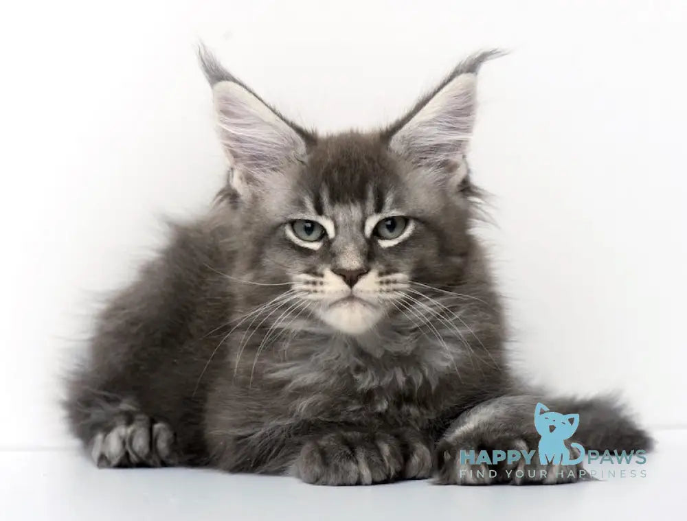 Qaisar Maine Coon Polydactyl Male Blue Ticked Tabby Live Animals