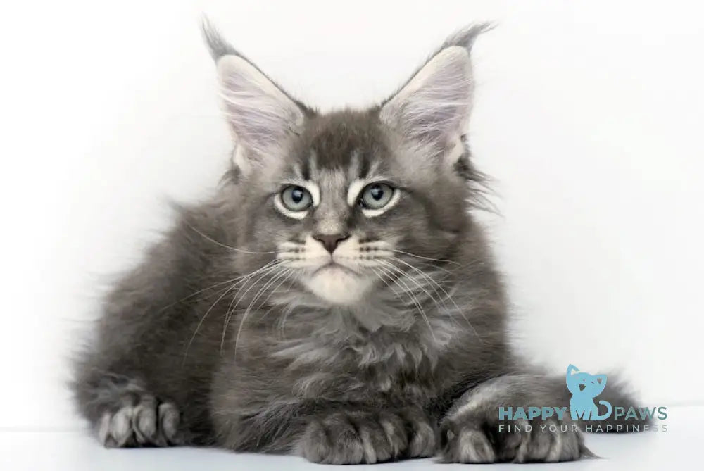 Qaisar Maine Coon Polydactyl Male Blue Ticked Tabby Live Animals