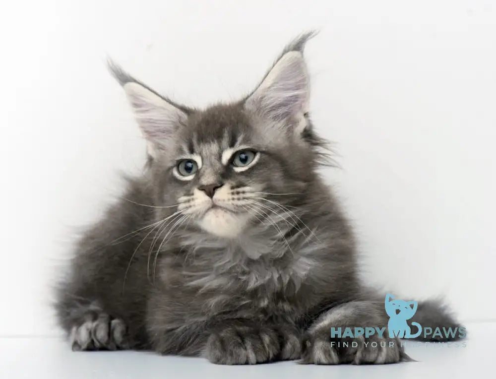 Qaisar Maine Coon Polydactyl Male Blue Ticked Tabby Live Animals