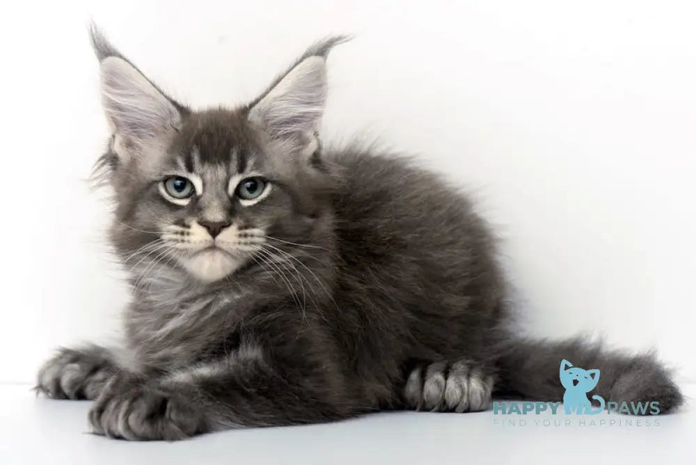 Qaisar Maine Coon Polydactyl Male Blue Ticked Tabby Live Animals