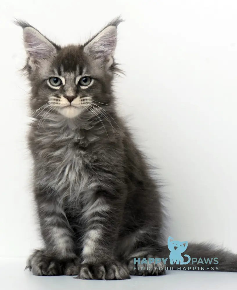 Qaisar Maine Coon Polydactyl Male Blue Ticked Tabby Live Animals