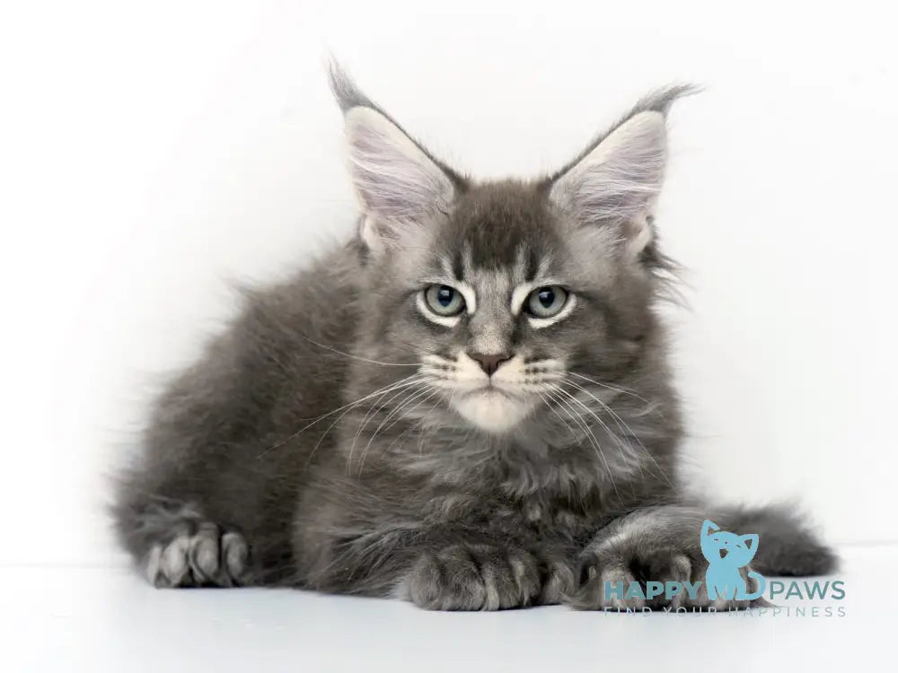 Qaisar Maine Coon Polydactyl Male Blue Ticked Tabby Live Animals