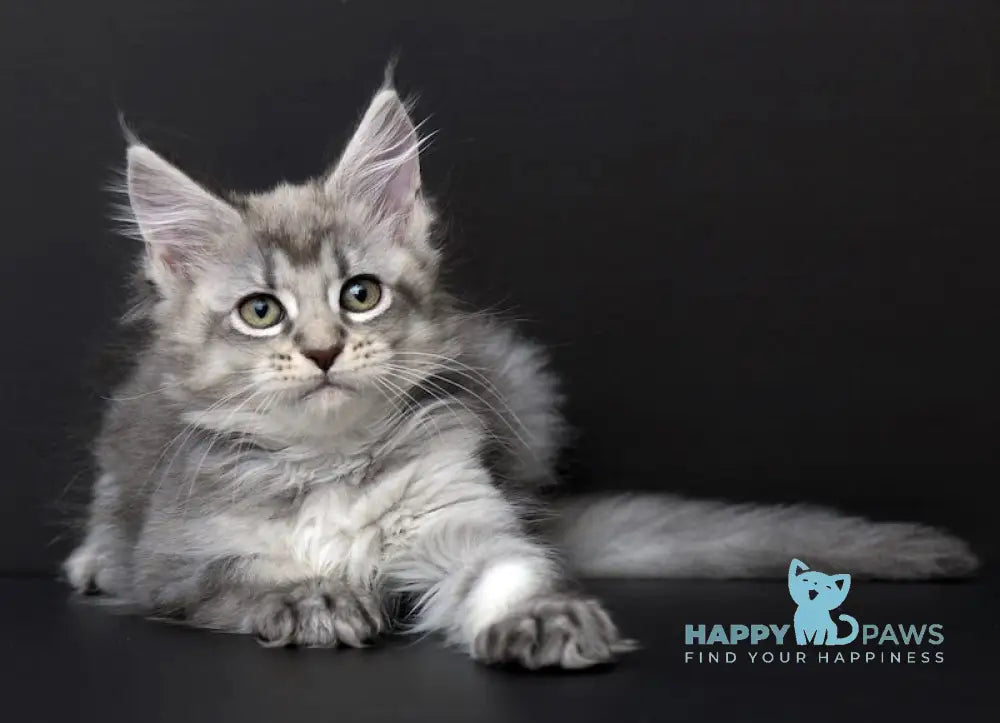 Qalbinur Maine Coon Female Blue Silver Ticked Tabby Live Animals