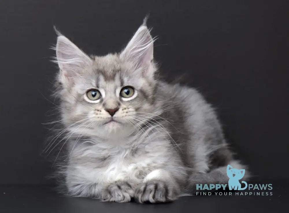 Qalbinur Maine Coon Female Blue Silver Ticked Tabby Live Animals