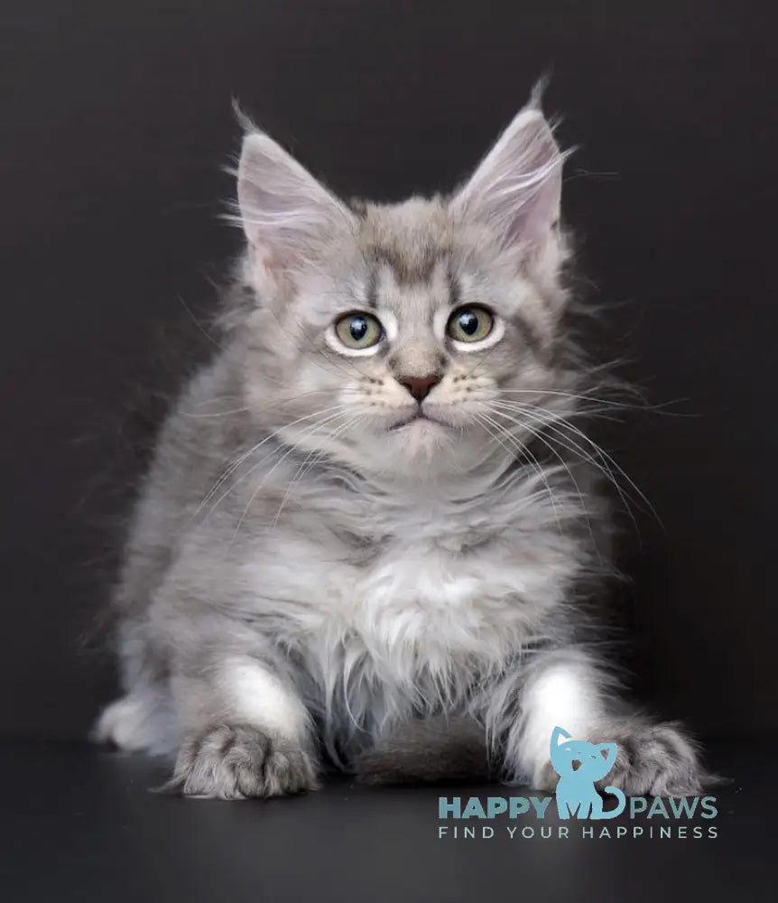 Qalbinur Maine Coon Female Blue Silver Ticked Tabby Live Animals