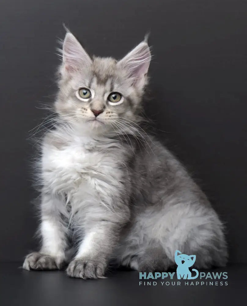 Qalbinur Maine Coon Female Blue Silver Ticked Tabby Live Animals