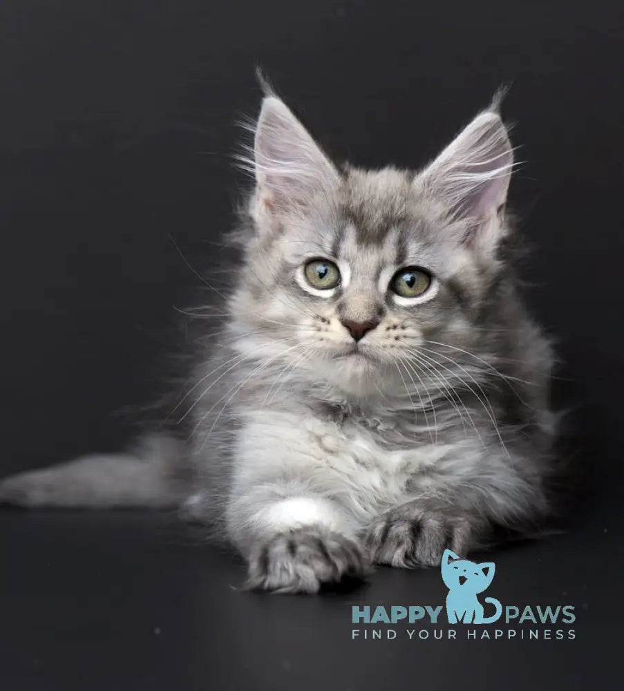 Qalbinur Maine Coon Female Blue Silver Ticked Tabby Live Animals