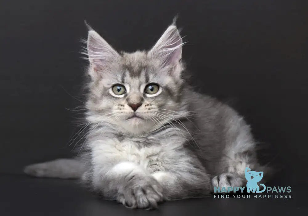 Qalbinur Maine Coon Female Blue Silver Ticked Tabby Live Animals