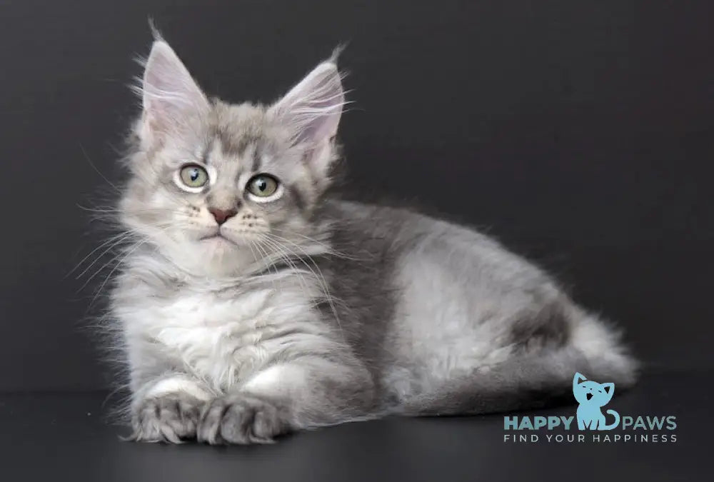 Qalbinur Maine Coon Female Blue Silver Ticked Tabby Live Animals