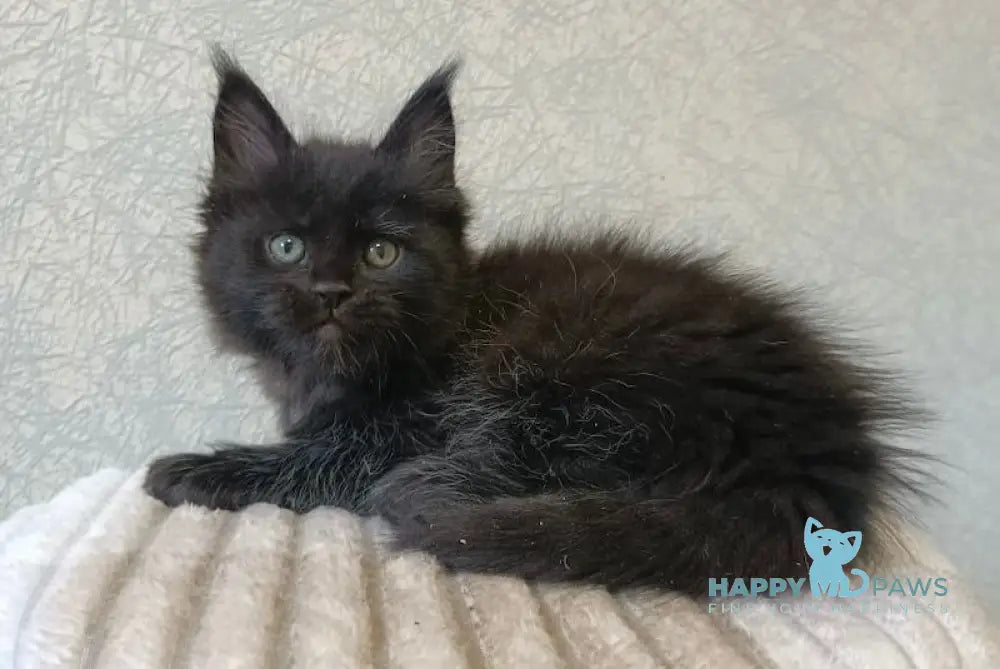 Q’Cleopatra Maine Coon female black with white live animals