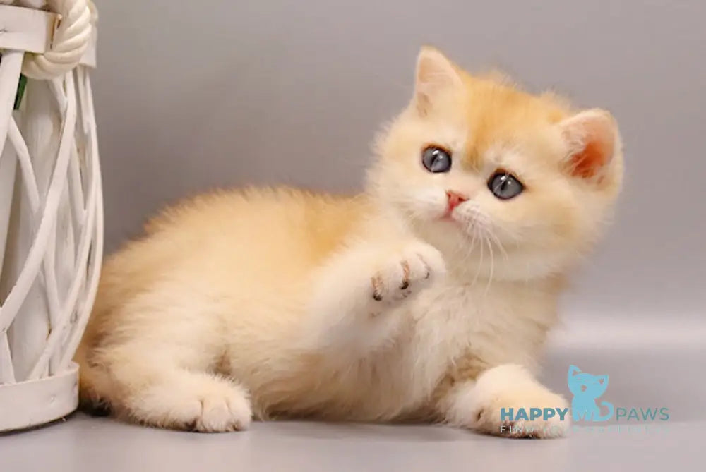 Qertis British Shorthair Male Black Golden Chinchilla Live Animals