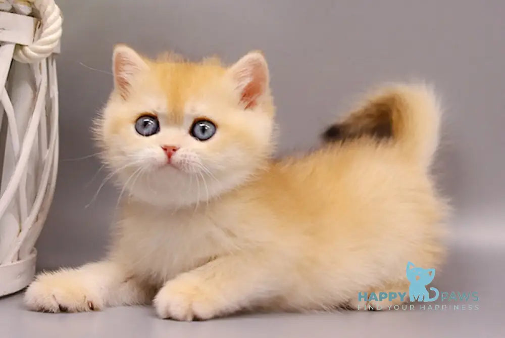 Qertis British Shorthair Male Black Golden Chinchilla Live Animals