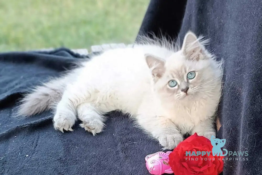 Qiana Siberian Female Blue Lynx Tabby Live Animals