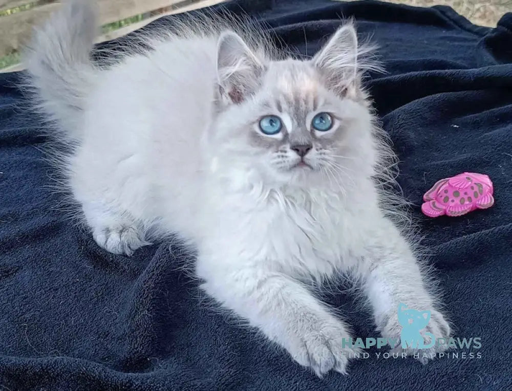 Qiana Siberian Female Blue Lynx Tabby Live Animals