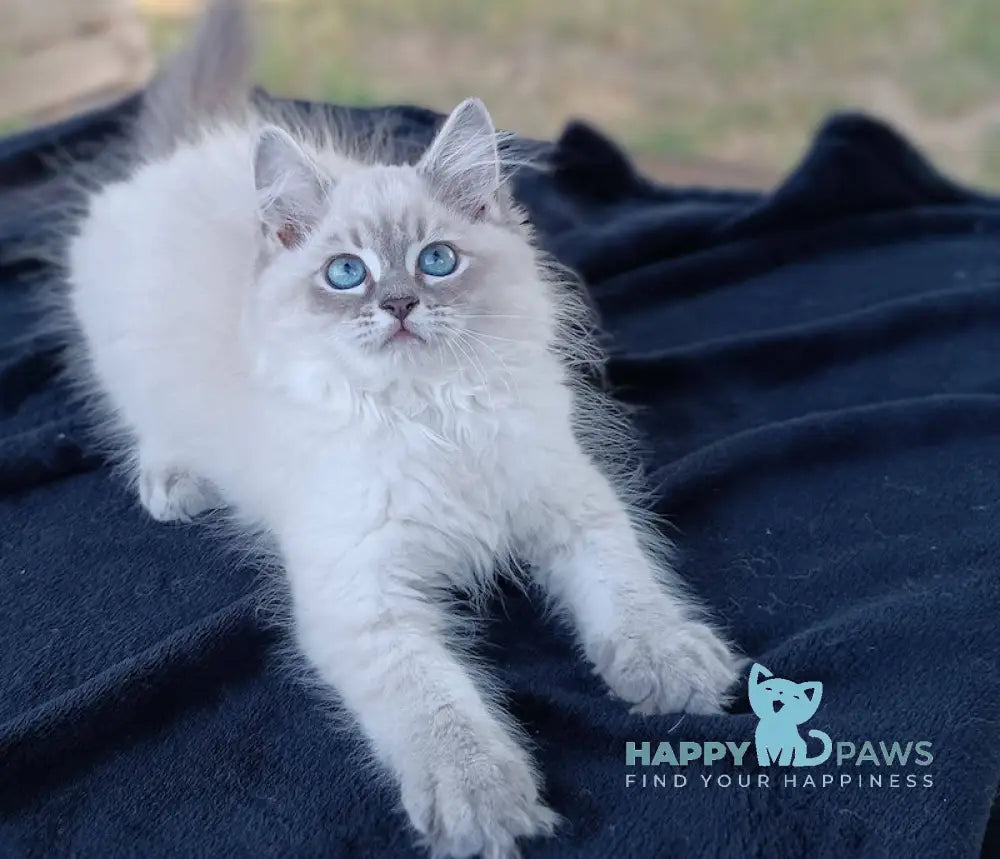 Qiana Siberian Female Blue Lynx Tabby Live Animals